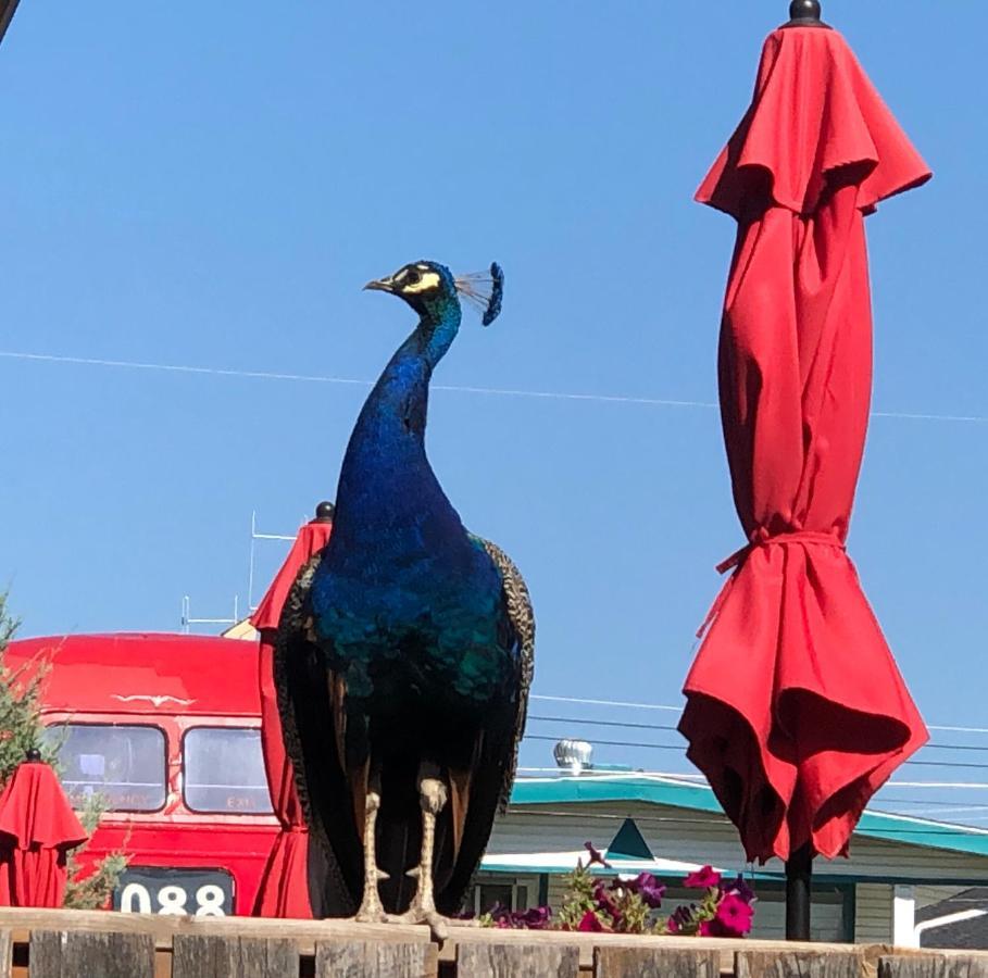 Piccadilly Motel Radium Hot Springs Luaran gambar